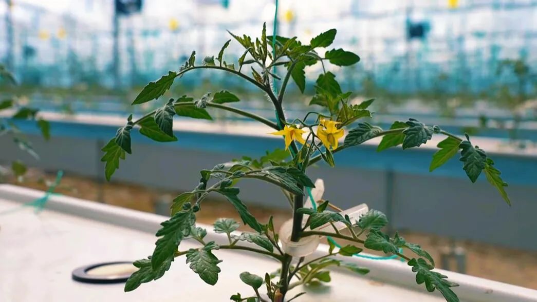 “植物工廠”里的育苗。萬李攝
