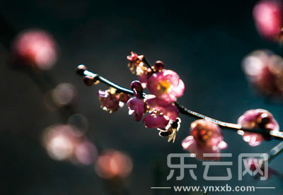 黑龍?zhí)?。一枝紅梅傲然霜雪，迎風(fēng)怒放。
