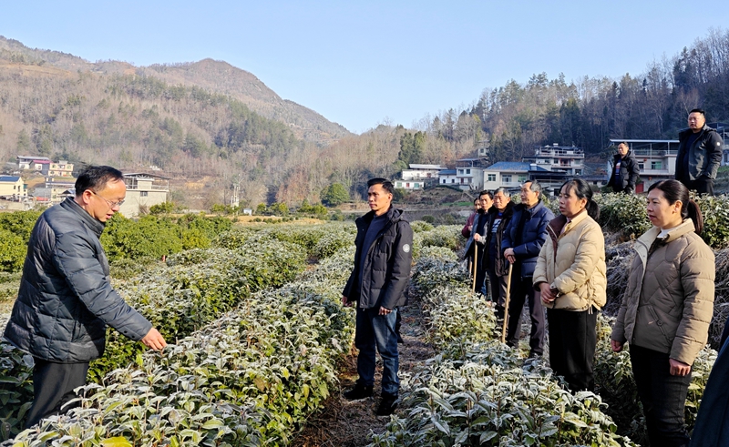 農(nóng)技人員現(xiàn)場指導(dǎo)茶農(nóng)管護(hù)技能。紫陽縣融媒體中心供圖