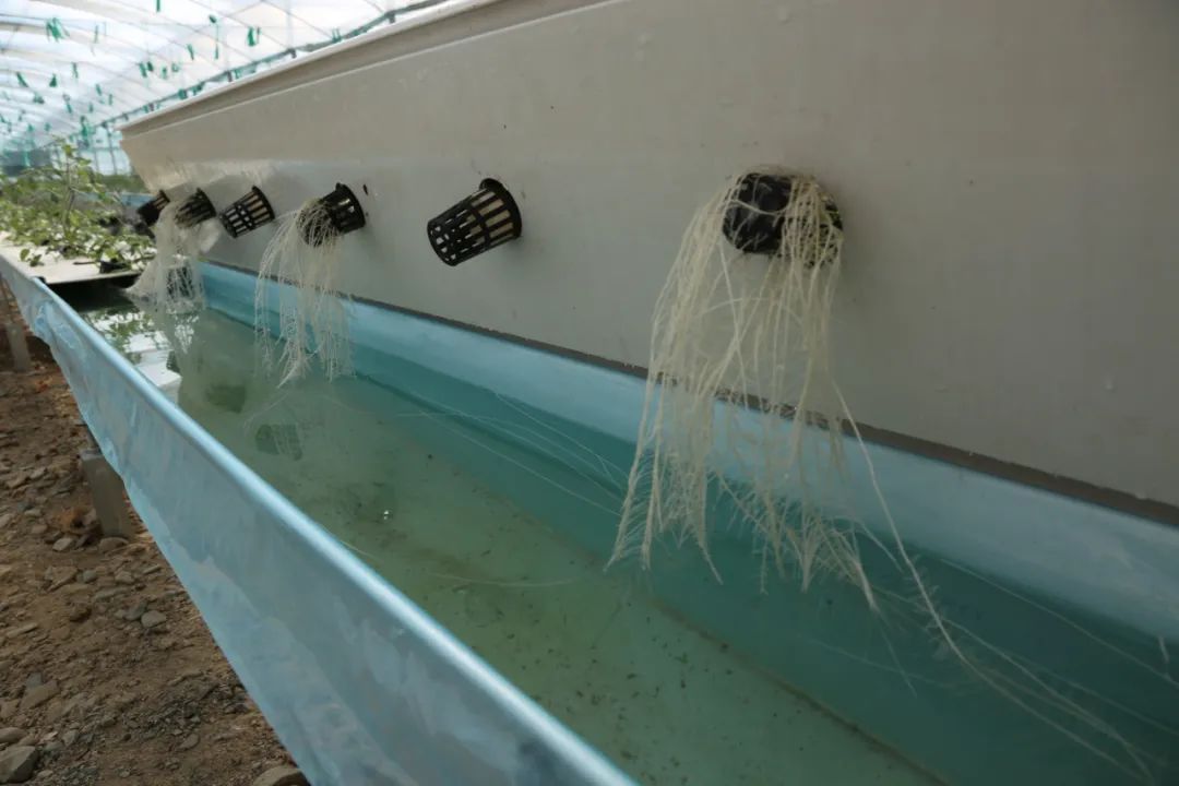 無土栽培（水培）技術(shù)，打造水培種植基地。萬李攝