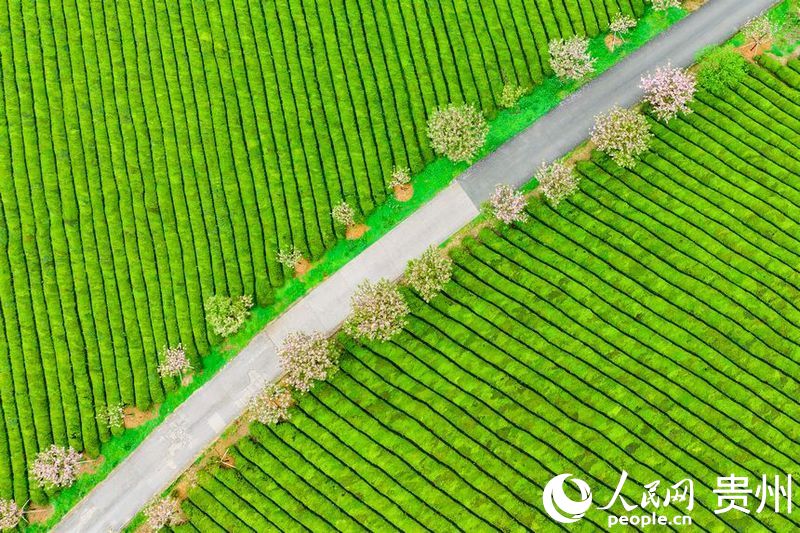 航拍貴州省遵義市湄潭縣的萬畝茶海景區(qū)。人民網(wǎng) 陽茜攝