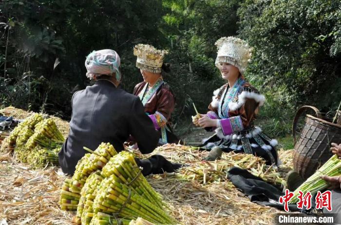 外資項(xiàng)目帶動(dòng)廣西山區(qū)農(nóng)民上山采收竹筍增收。廣西農(nóng)業(yè)外資項(xiàng)目管理中心供圖