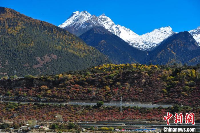 圖為11月8日，時(shí)值秋末冬初，雅魯藏布大峽谷旅游景區(qū)內(nèi)五彩交織的森林上雪峰林立，景色迷人。　張偉 攝