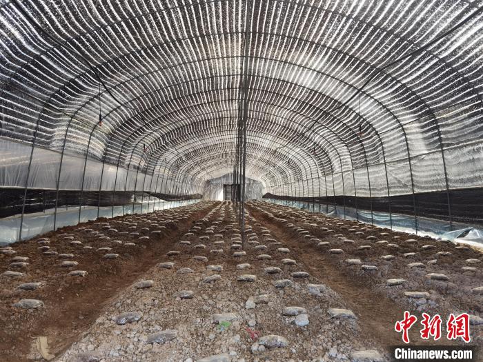重慶松坤菌草科技有限公司羊肚菌培育車(chē)間?！钊A兵 攝