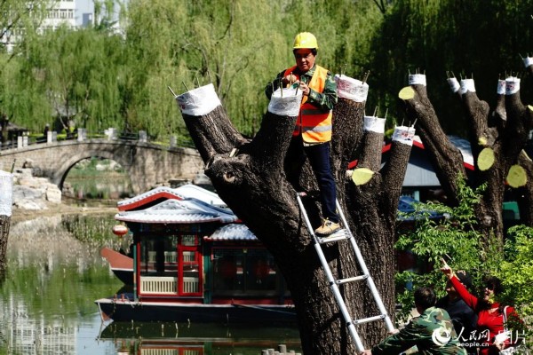 4月12日，工人們正在柳蔭公園為柳樹雌株嫁接雄株枝條，通過(guò)“變性”的方法達(dá)到治理飛絮的目的。本報(bào)記者 賀 勇攝