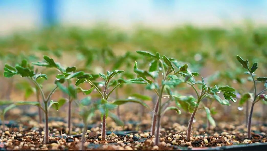 “植物工廠”里的育苗。萬李攝