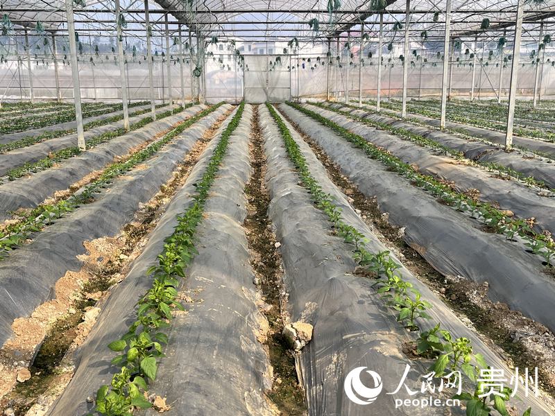 開陽縣臨江村蔬菜抓保供。人民網(wǎng) 陳潔泉攝