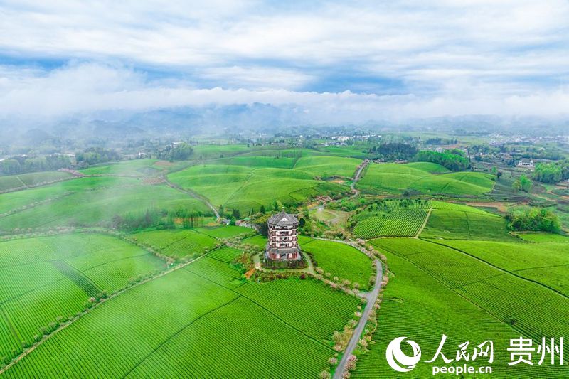 航拍貴州省遵義市湄潭縣的萬畝茶海景區(qū)。人民網(wǎng)記者 涂敏攝