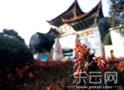 金馬碧雞坊。一叢鮮花被霜雪凍蔫了，遠(yuǎn)處是被塑料遮陰材料罩著的高大樹種——它還孕育著盎然的生機(jī)。