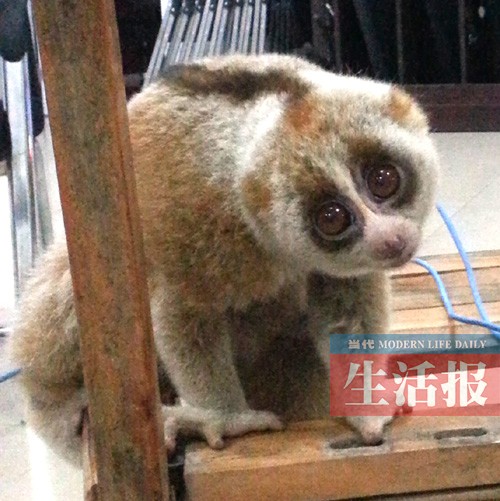 珍稀動(dòng)物蜂猴夜里在南寧瞎逛 咬傷民警還賣(mài)萌(圖)
