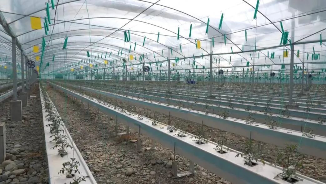 西藏戈壁田園物聯(lián)網(wǎng)“植物工廠”。萬李攝