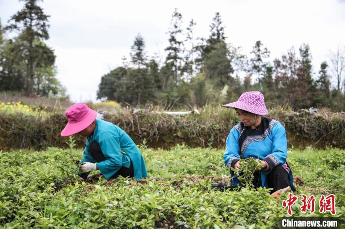 資料圖：圖為貴州三都縣村民們家門口種植南板藍(lán)根產(chǎn)業(yè)。　劉鵬　攝