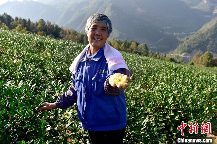 彭水保家鎮(zhèn)白茶產(chǎn)業(yè)基地農(nóng)戶增收笑開顏?！×_永皓 攝