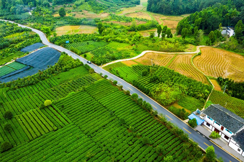 湄潭縣湄潭27°茶海路，榮獲2020年度全國“十大最美農(nóng)村路”。圖片由貴州省公路局提供
